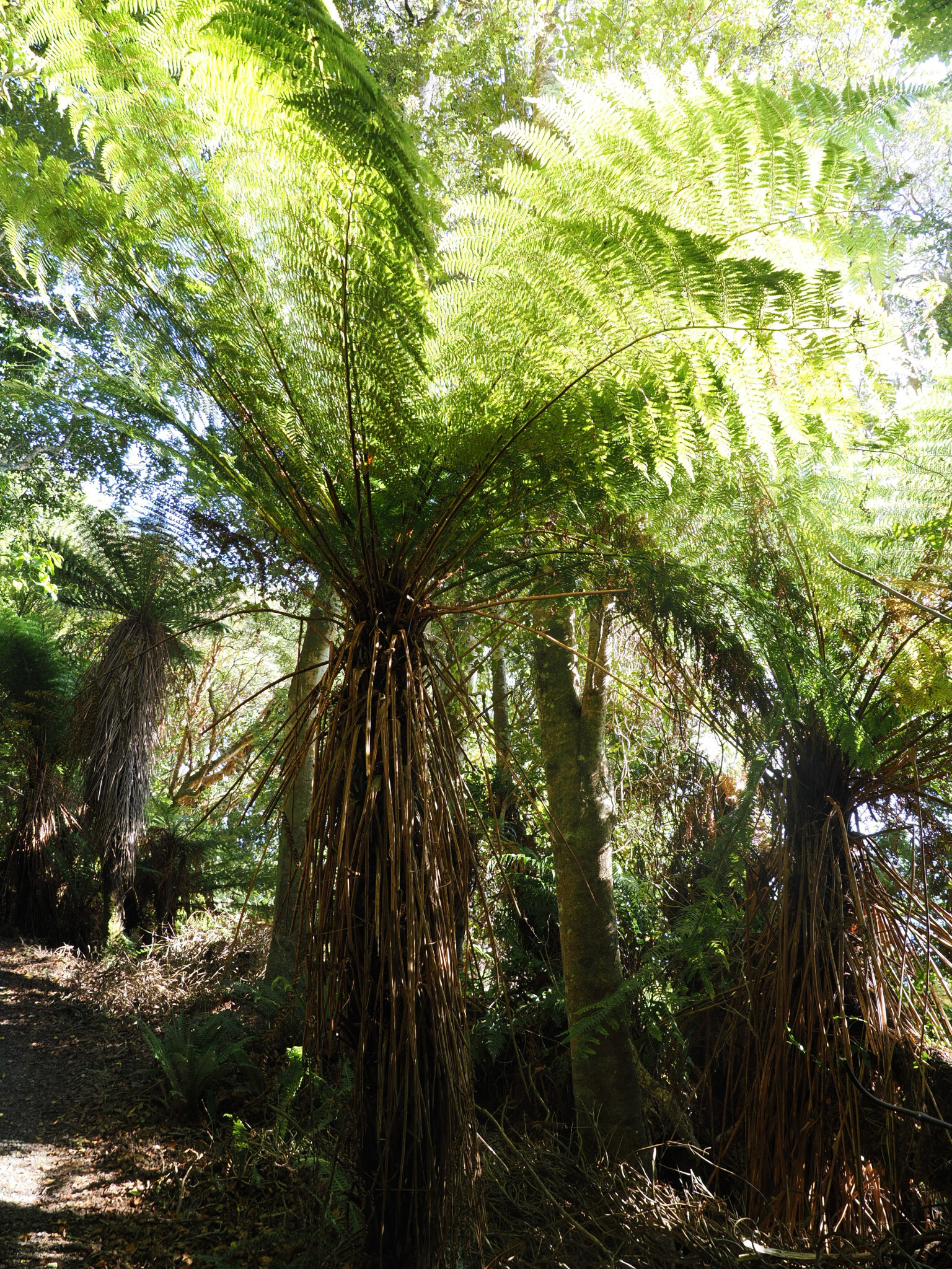 Tree Fern