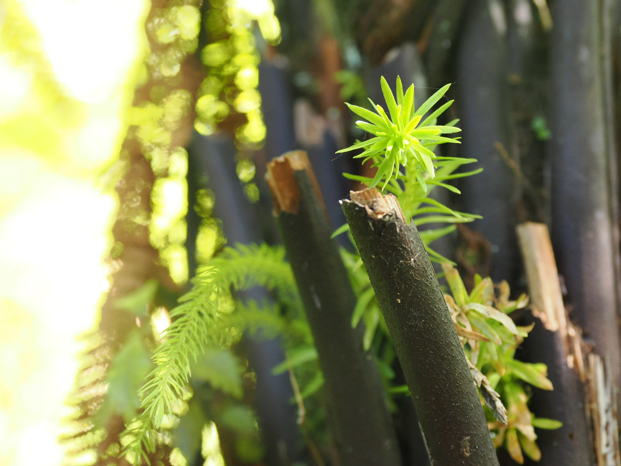 Totara