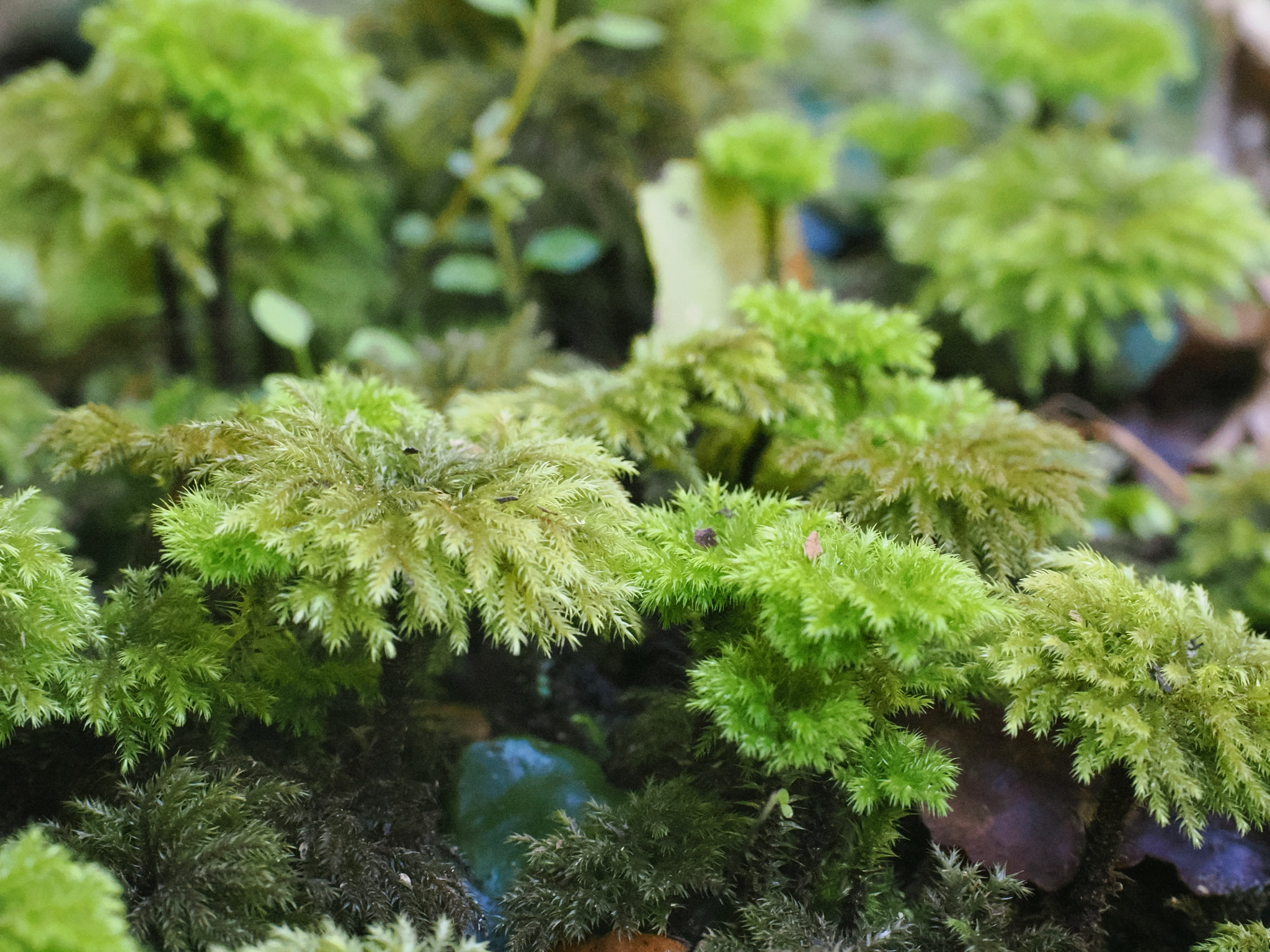 Umbrella Moss