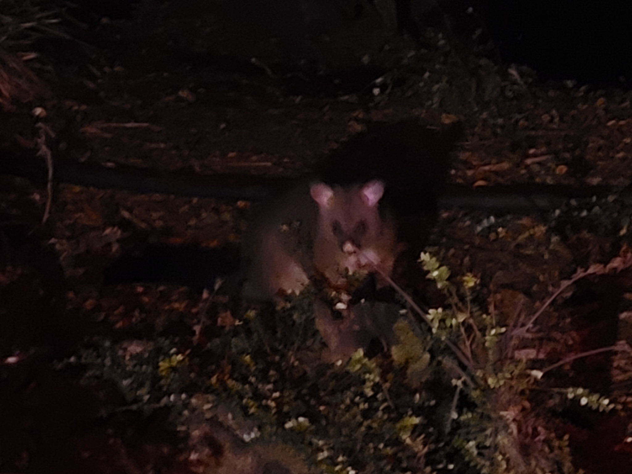 Opossum