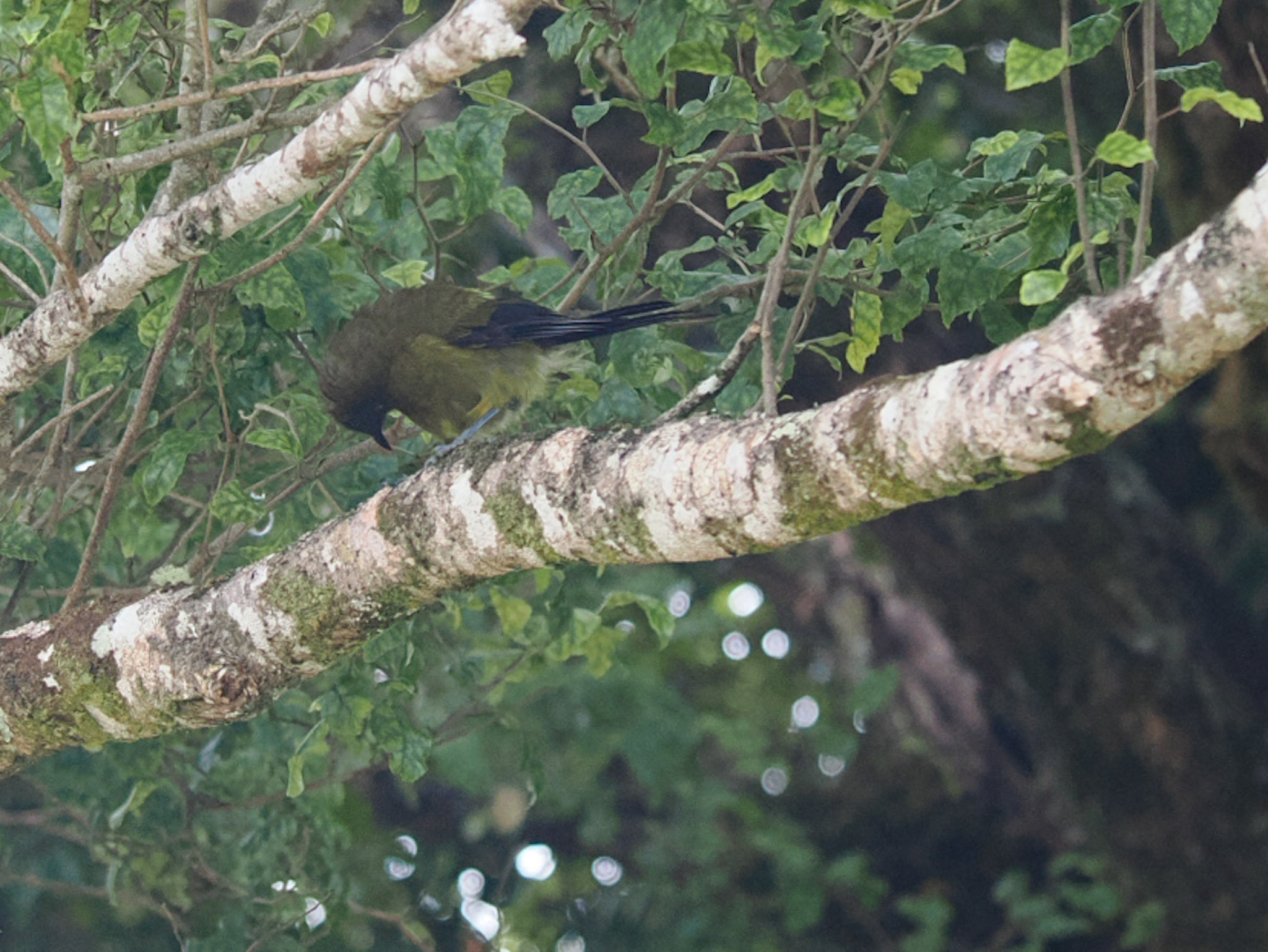 Bellbird / Korimako