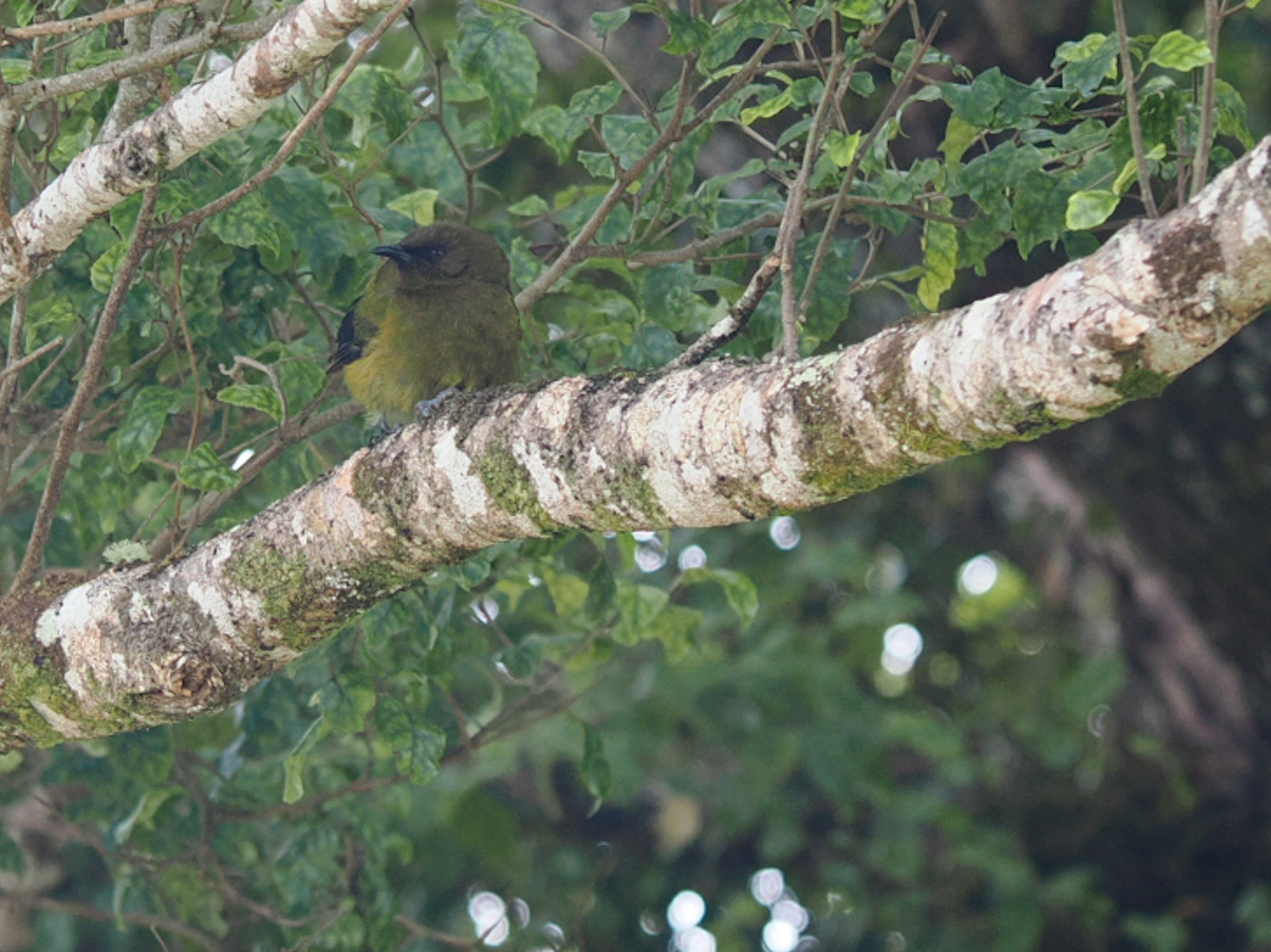 Bellbird / Korimako