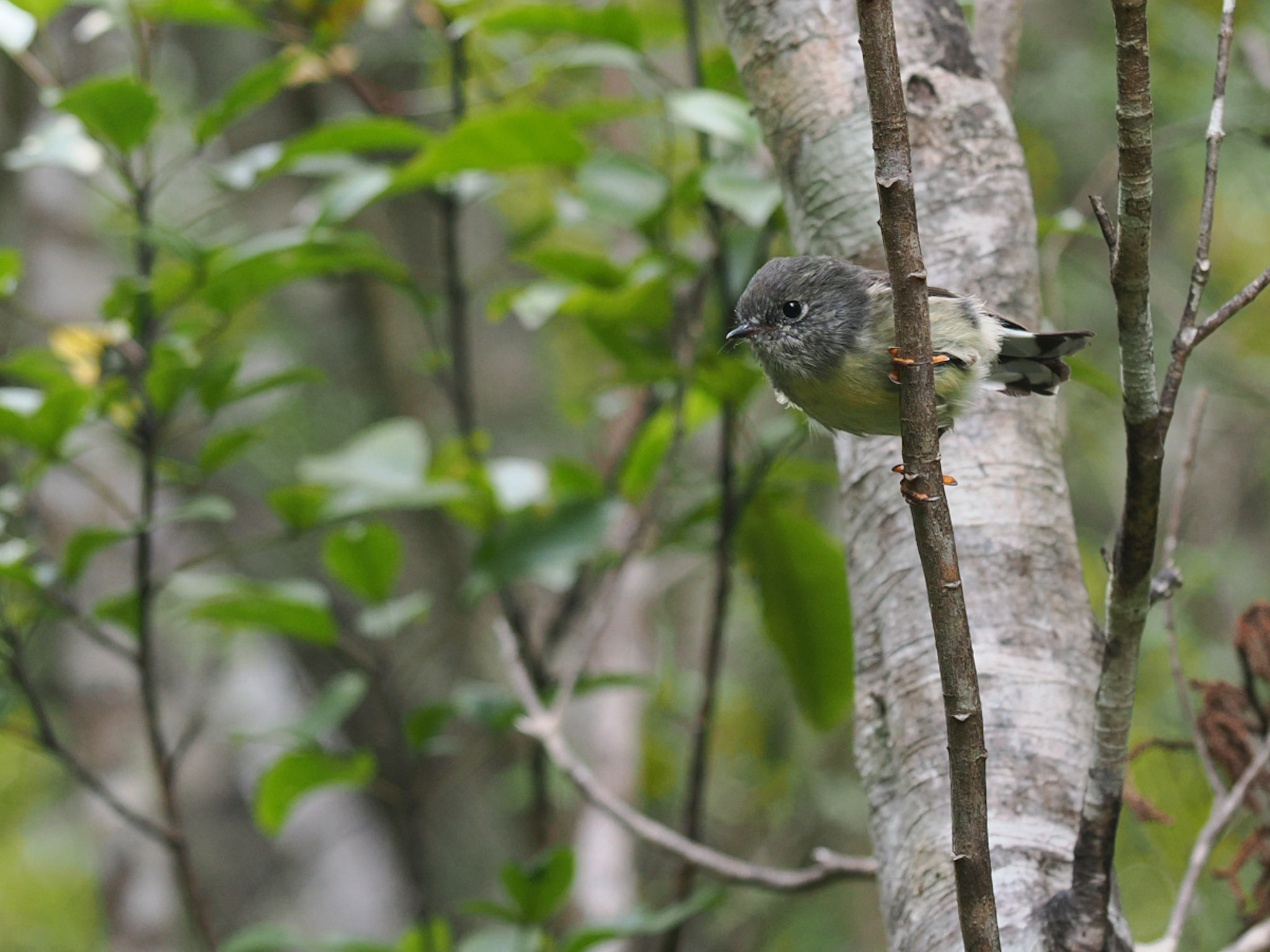 Tomtit / Miromro
