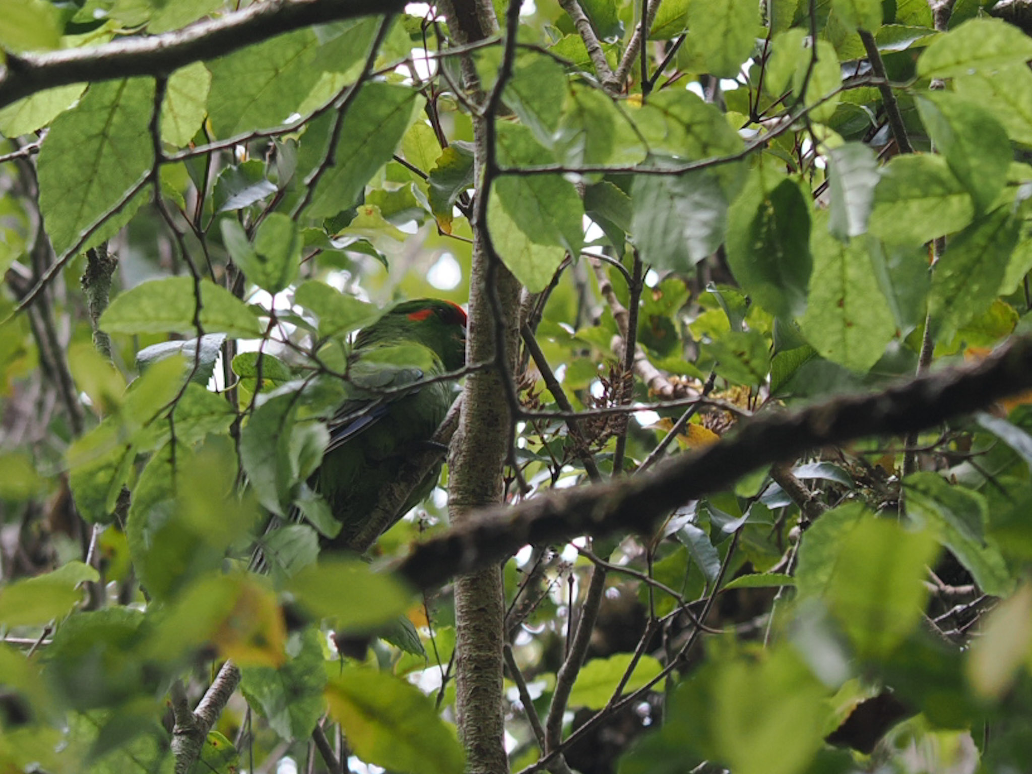 Red-Crowned Parakeet / Kakariki