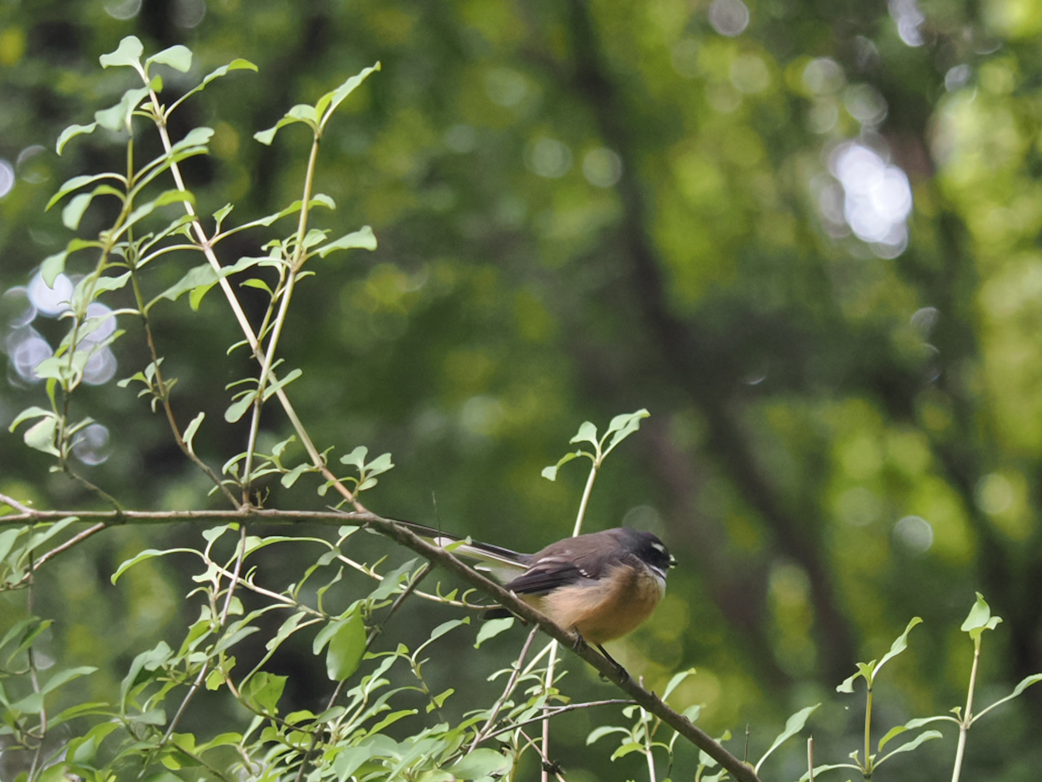 Fantail Piwakawaka
