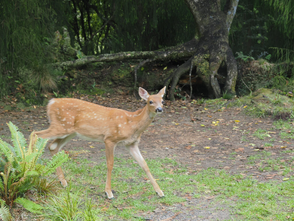 Rakiura GW Tag 3
