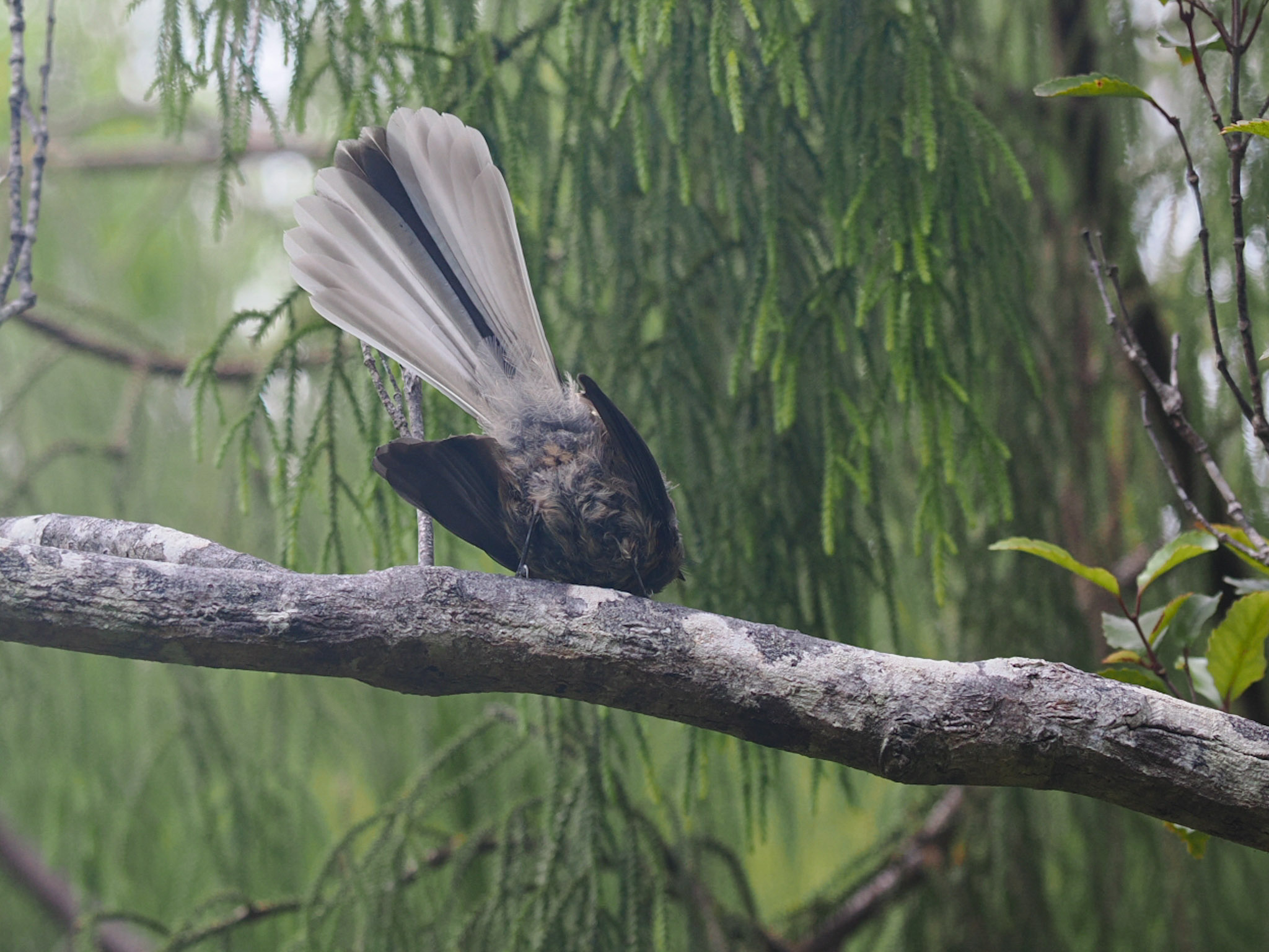 Fantail Piwakawaka