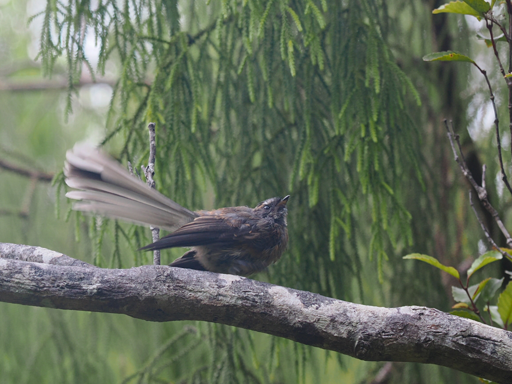Fantail Piwakawaka