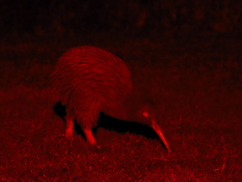Double Chase