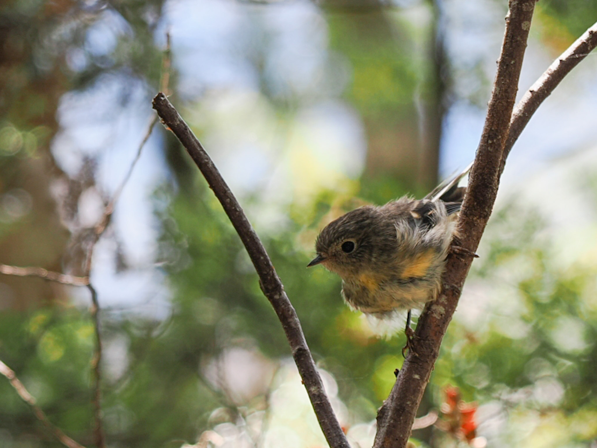 Riroriro Grey Warbler