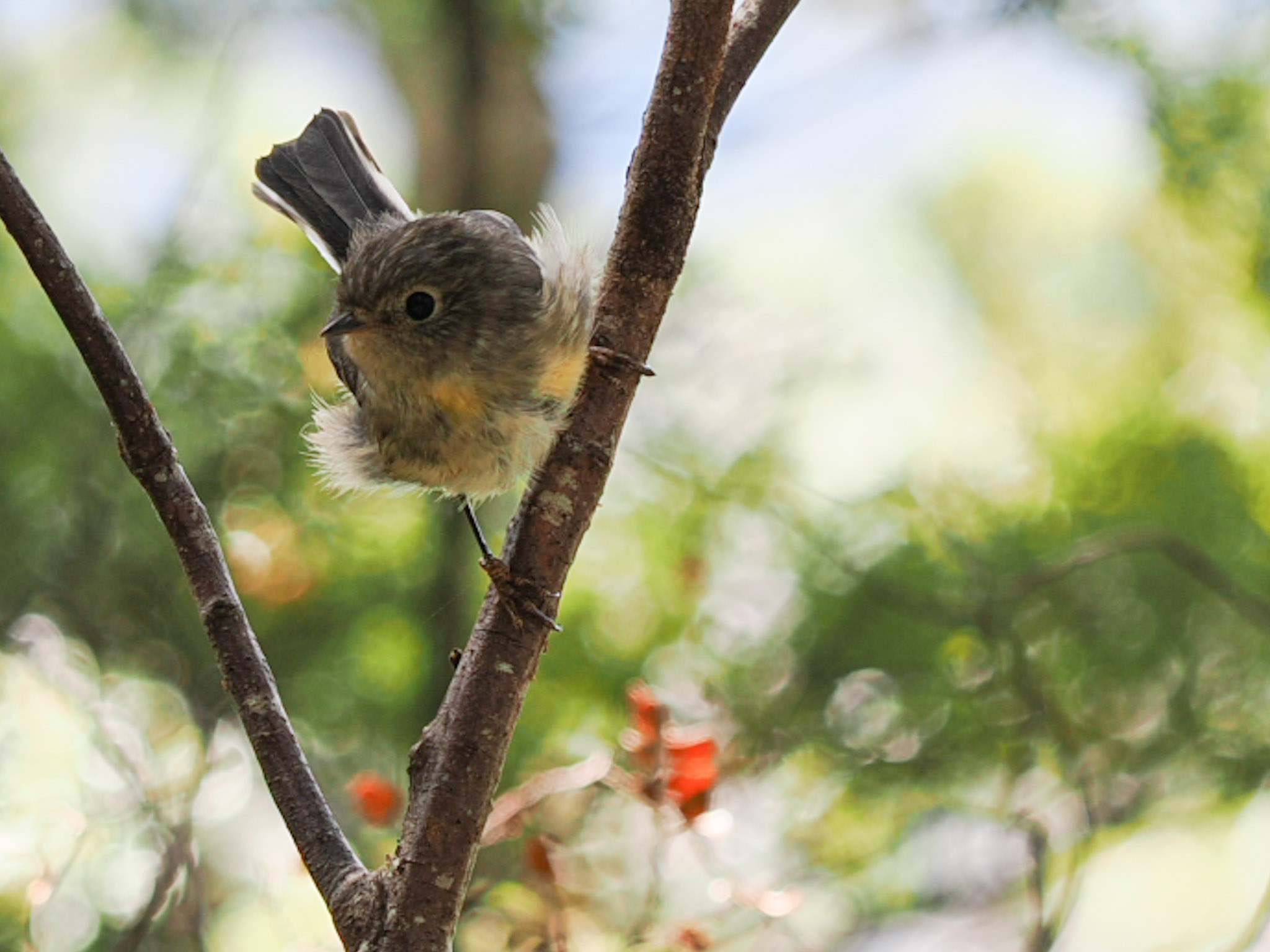 Riroriro Grey Warbler