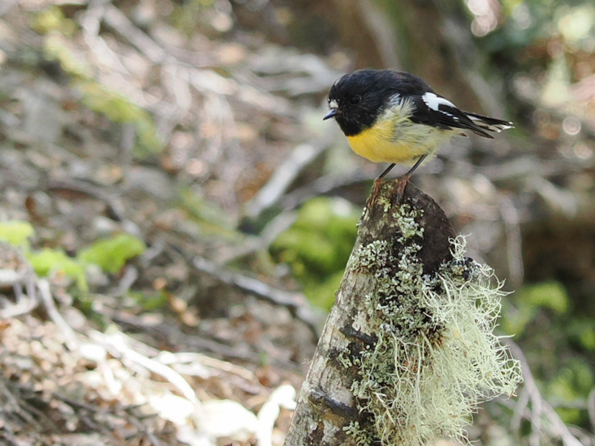 Miromiro South Island Tomtit
