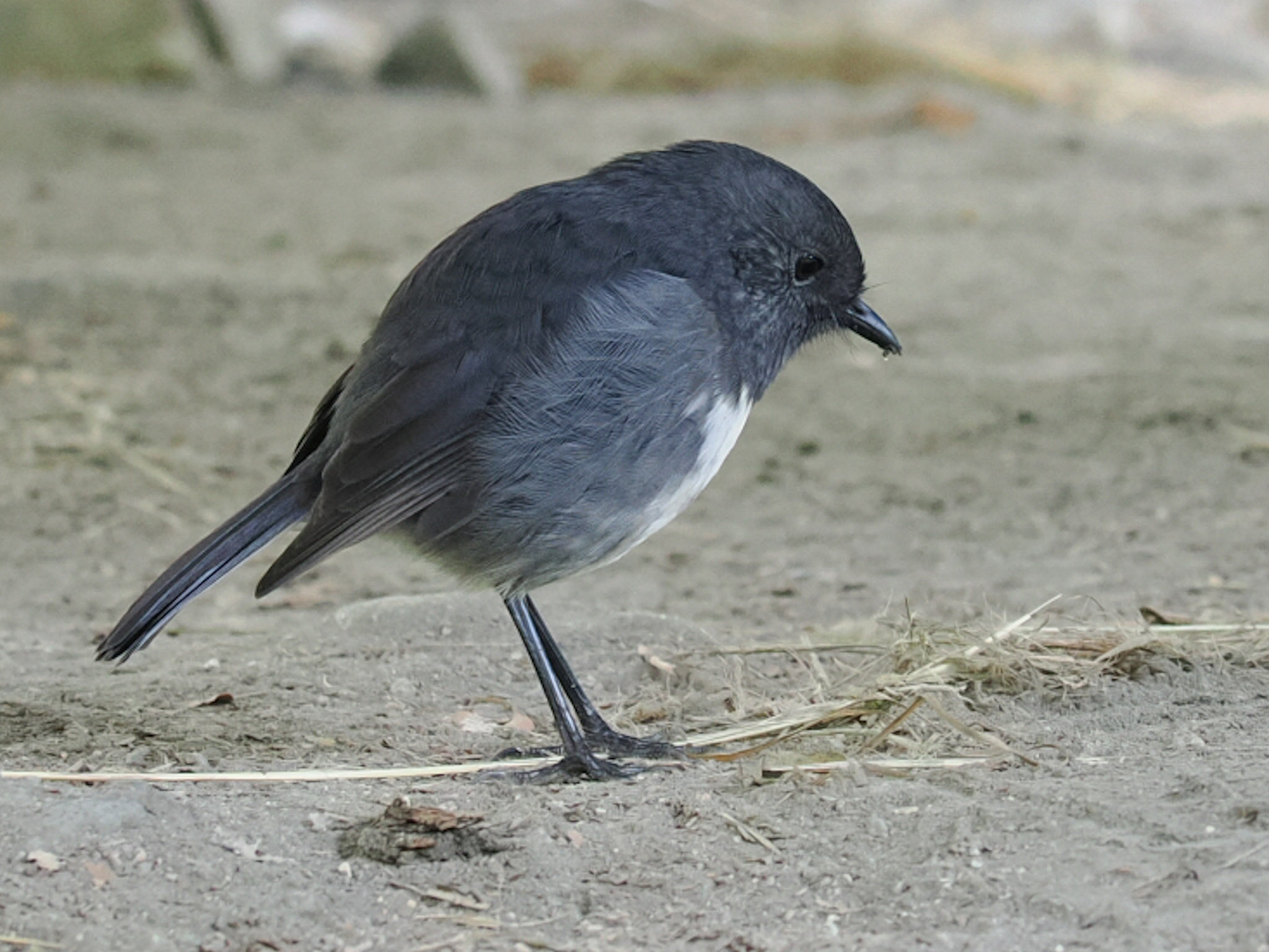 Kakaruai South Island Robin