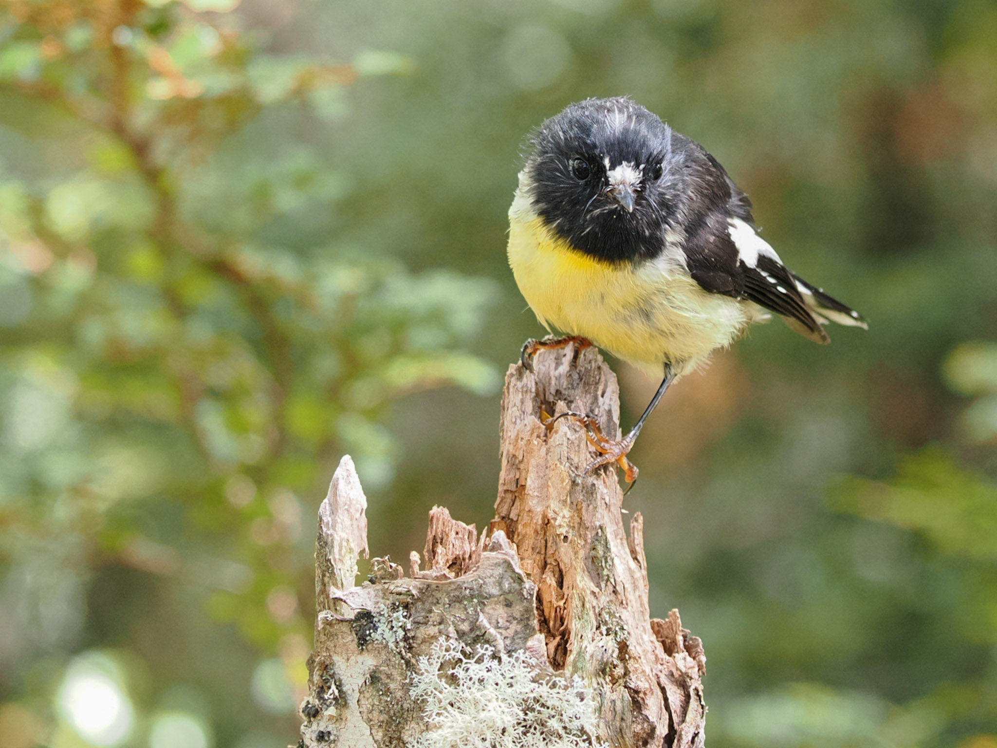 Miromiro South Island Tomtit