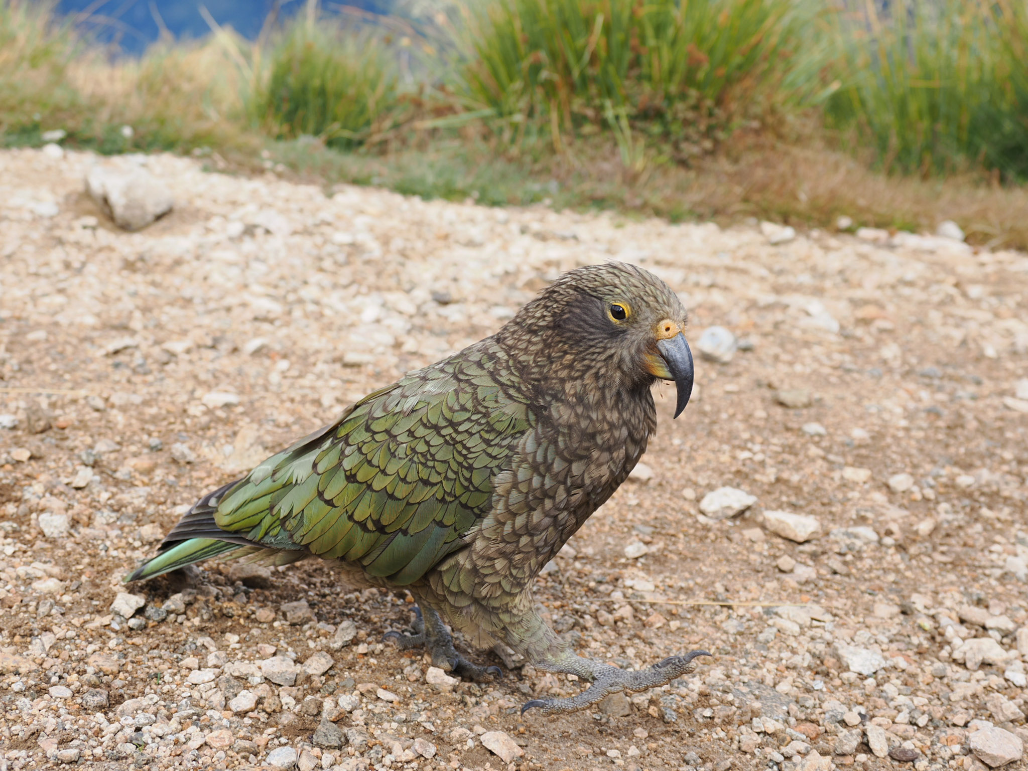 Kea heckt aus