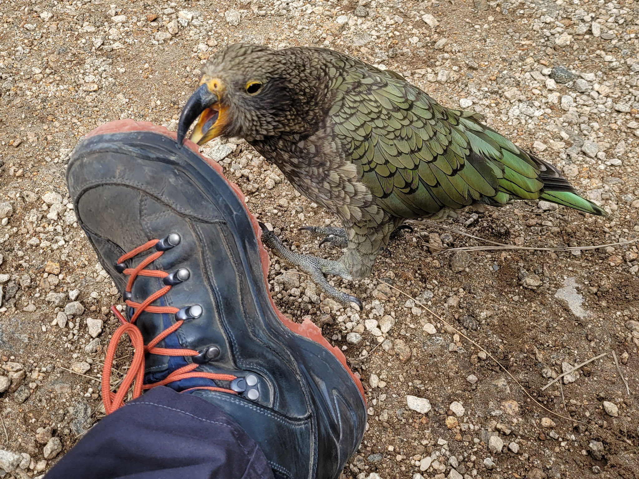 Kea in Action