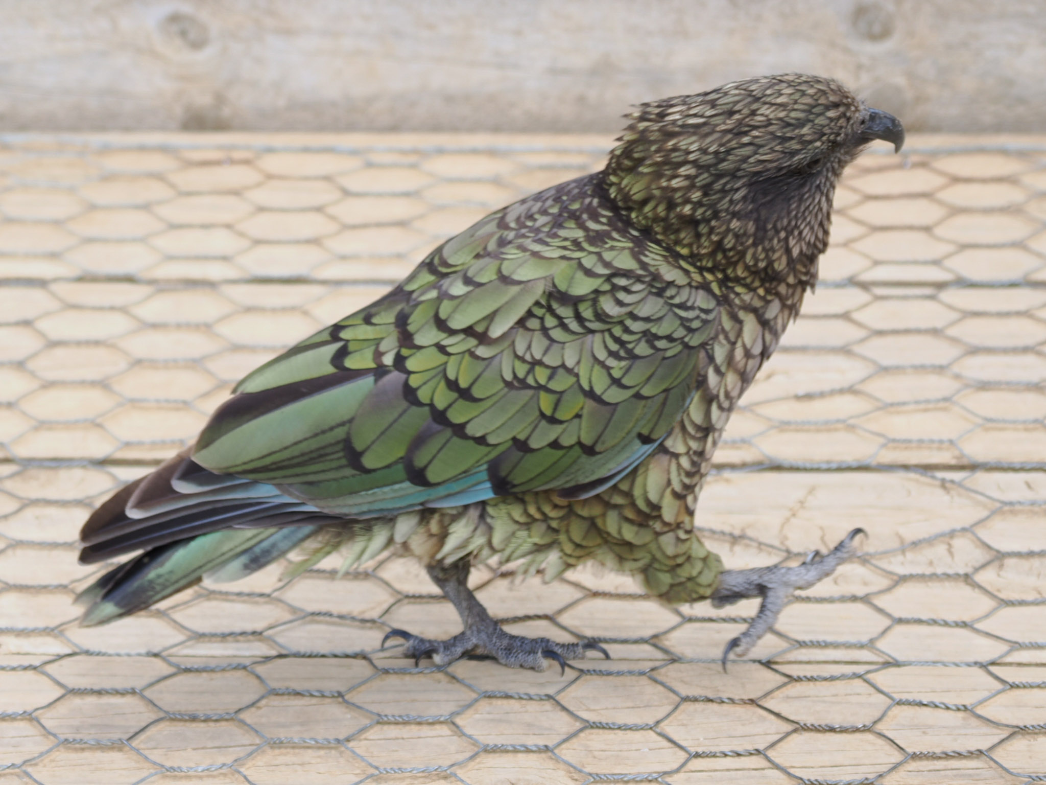 Kea
