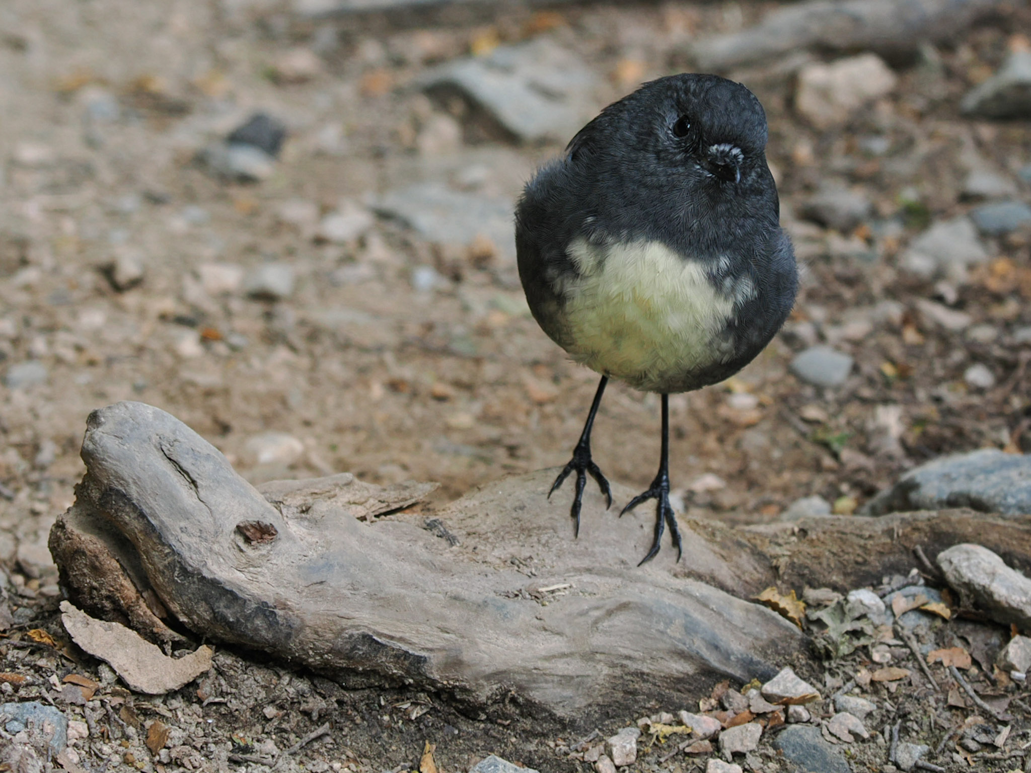 Kakaruai South Island Robin