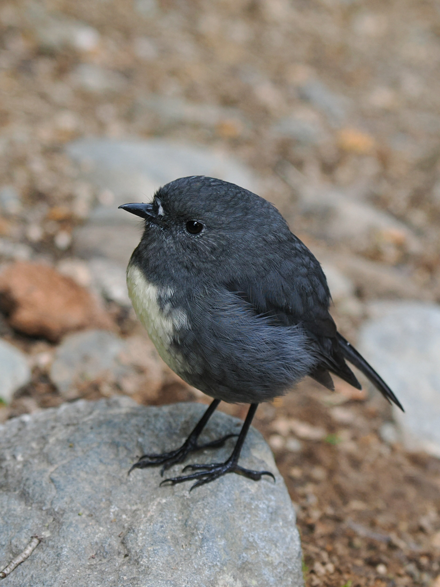Kakaruai South Island Robin