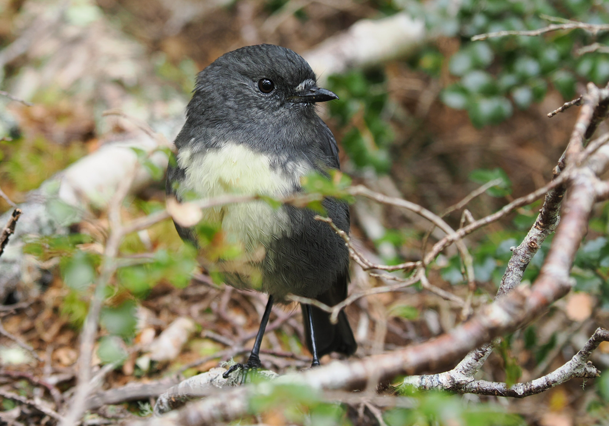 Kakaruai South Island Robin
