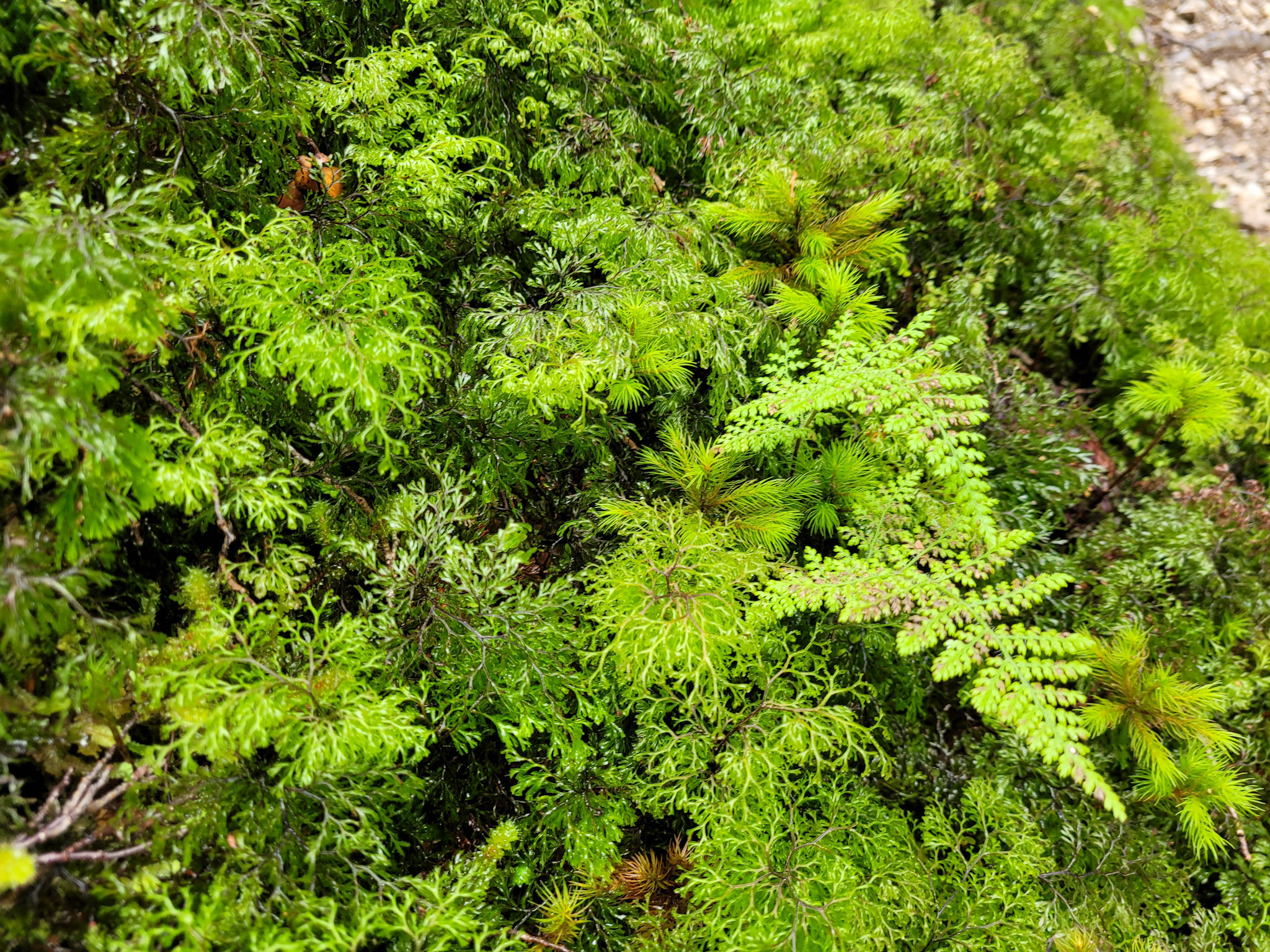 Forest in the Forest