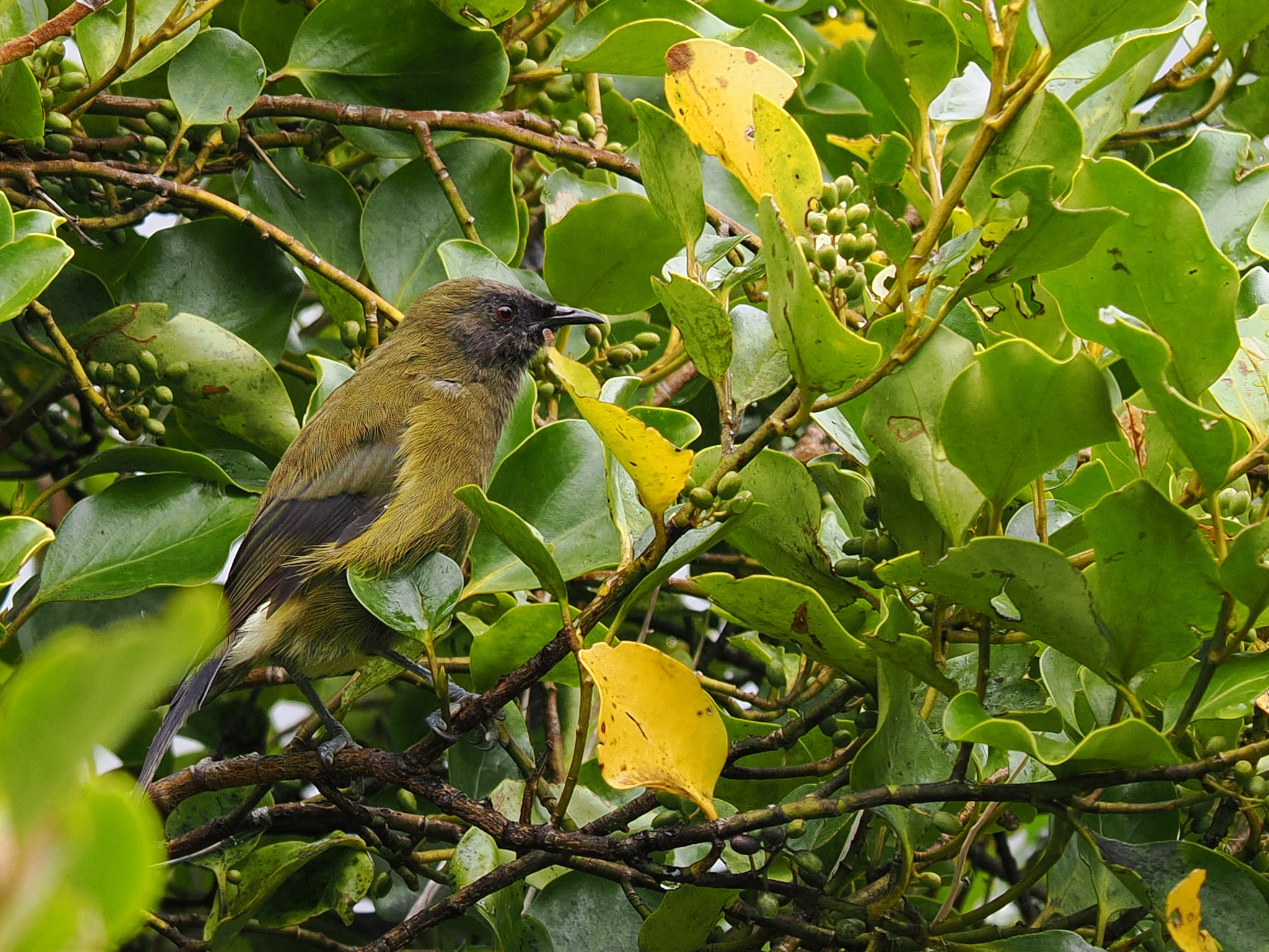 Korimako Bellbird