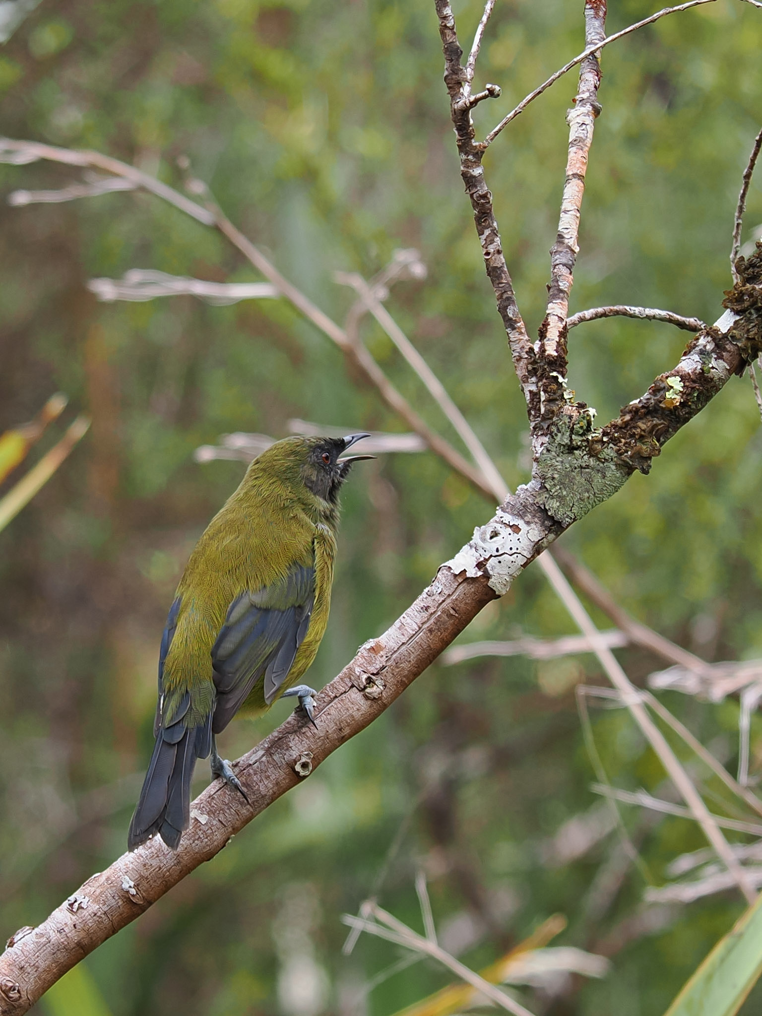 Korimako Bellbird