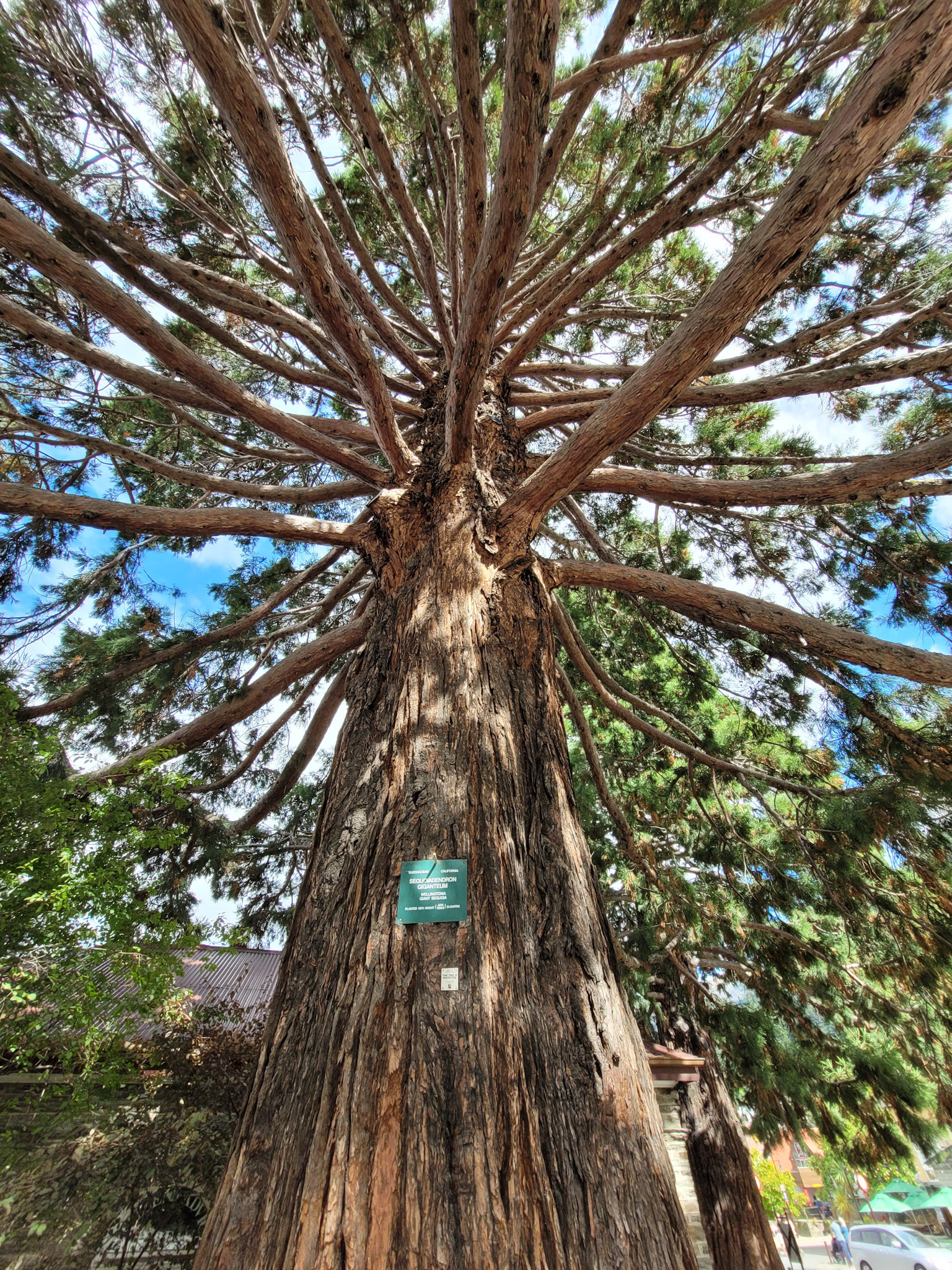 Sequoiadendron Giganteum, 1874, >31m