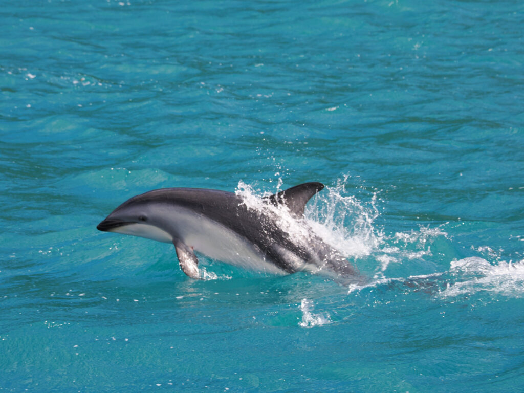 Dolphin Encounter