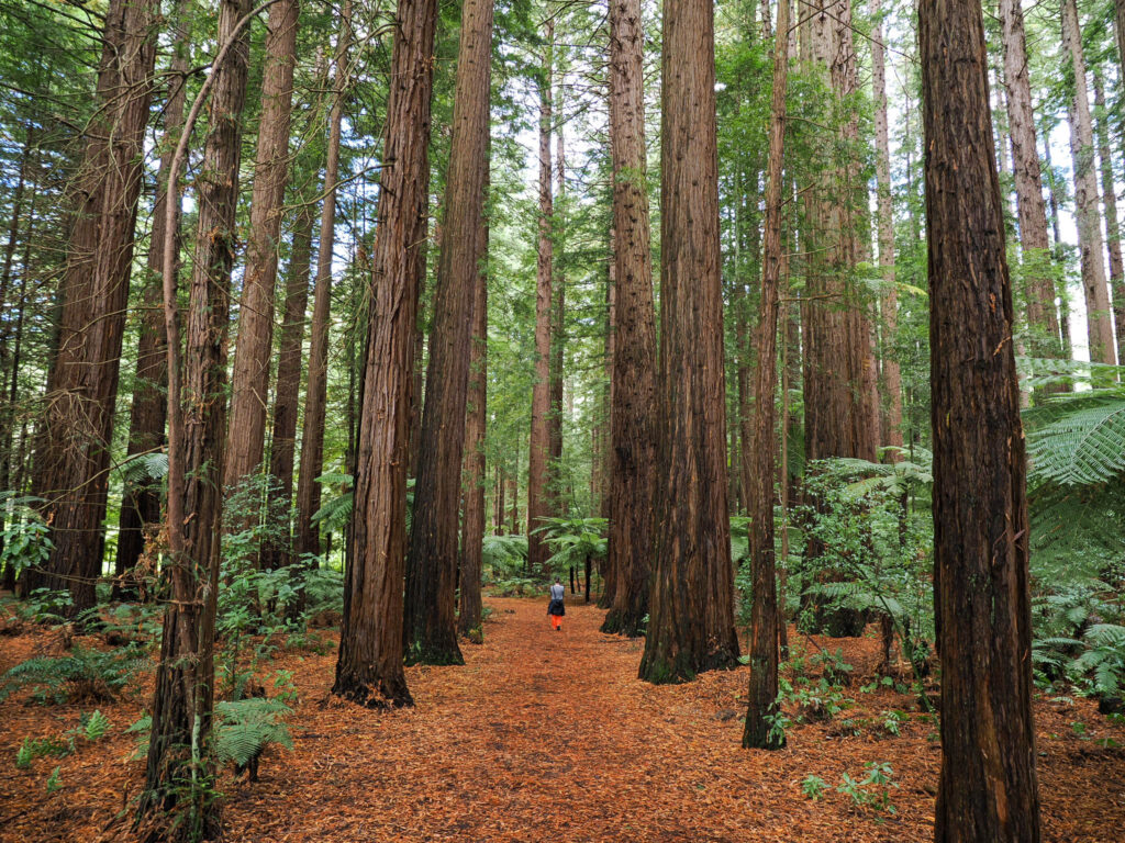 Rotorua Redwood