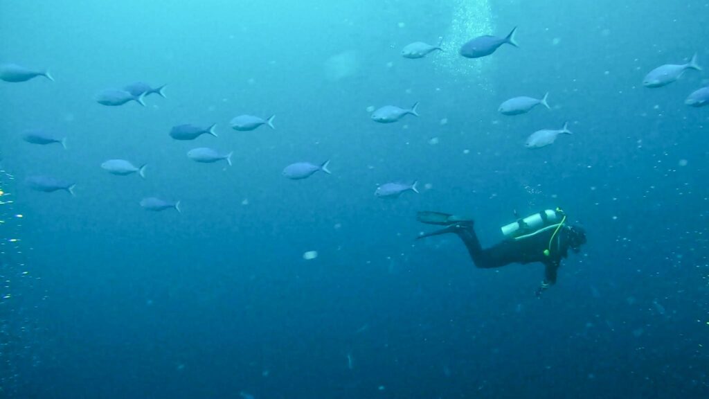 Dive Poor Knight’s Islands