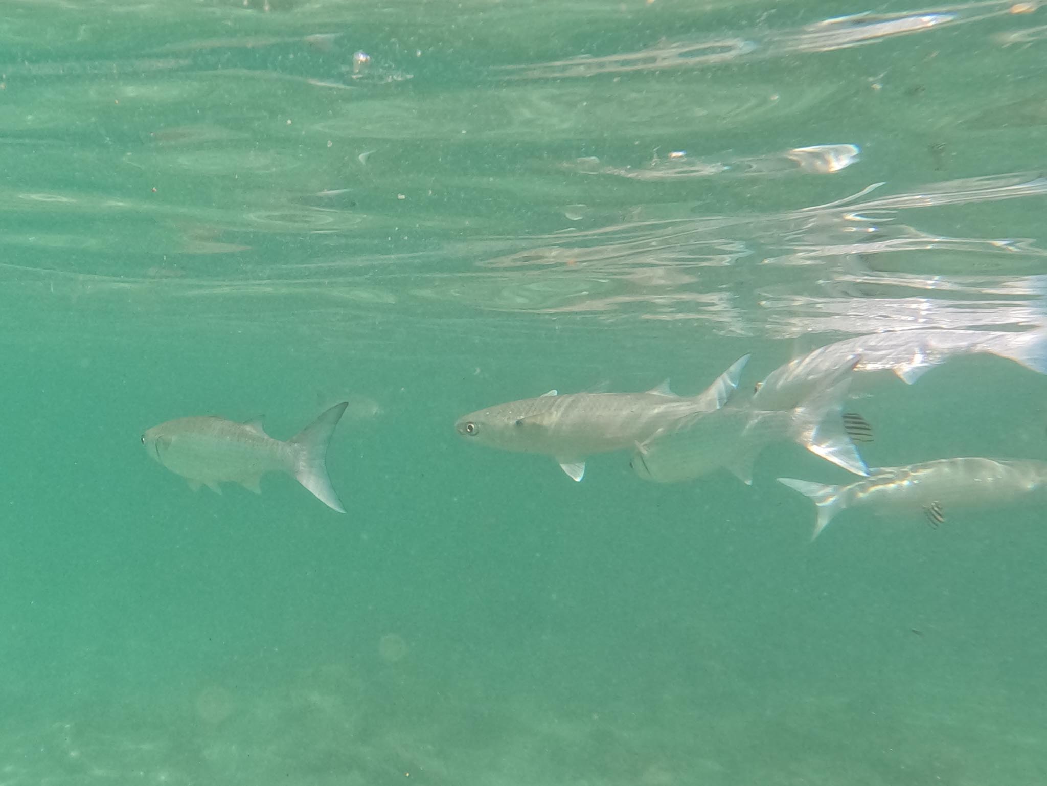 DCIM100GOPROGOPR1092.JPG