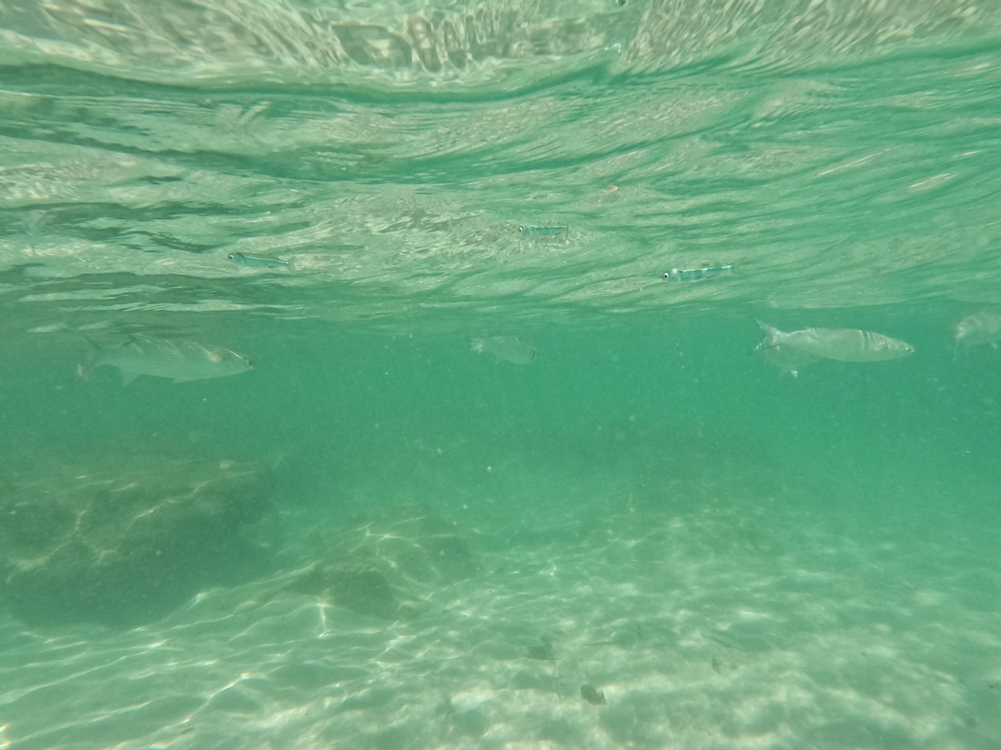 DCIM100GOPROGOPR1101.JPG