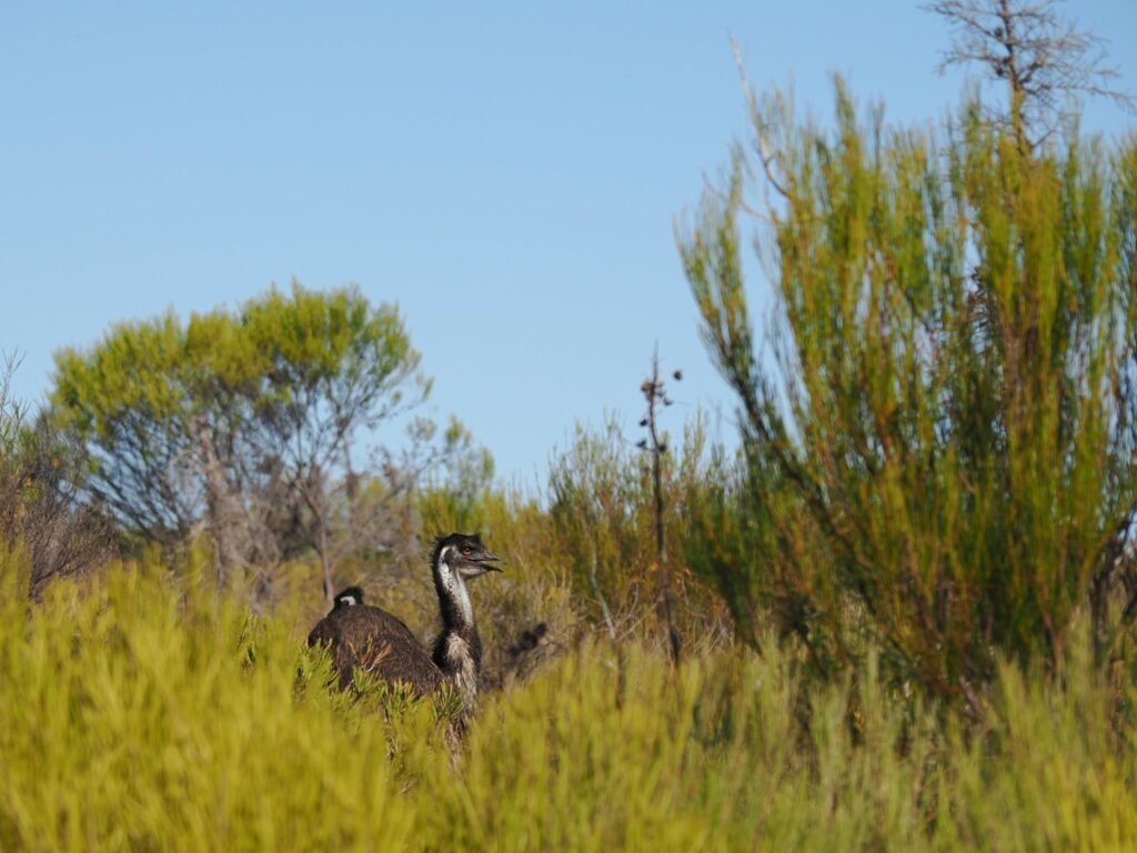 Kalbarri Park