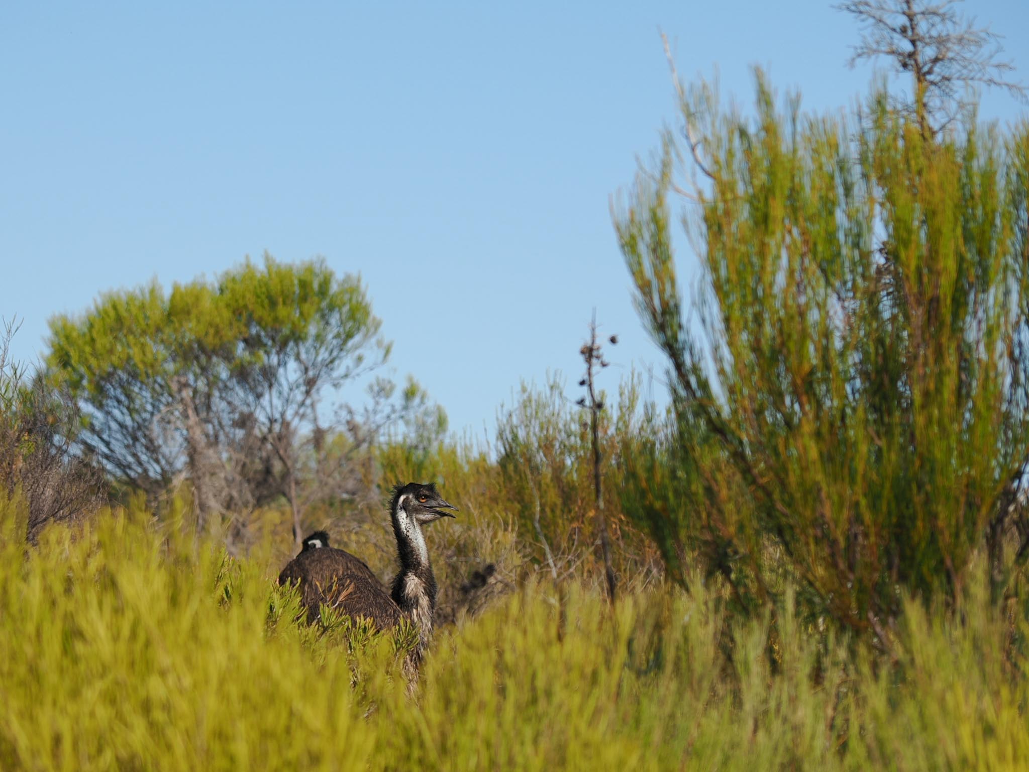 Emu
