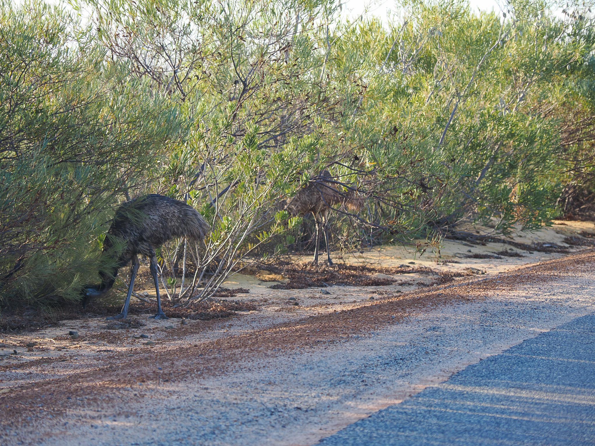 2x Emu