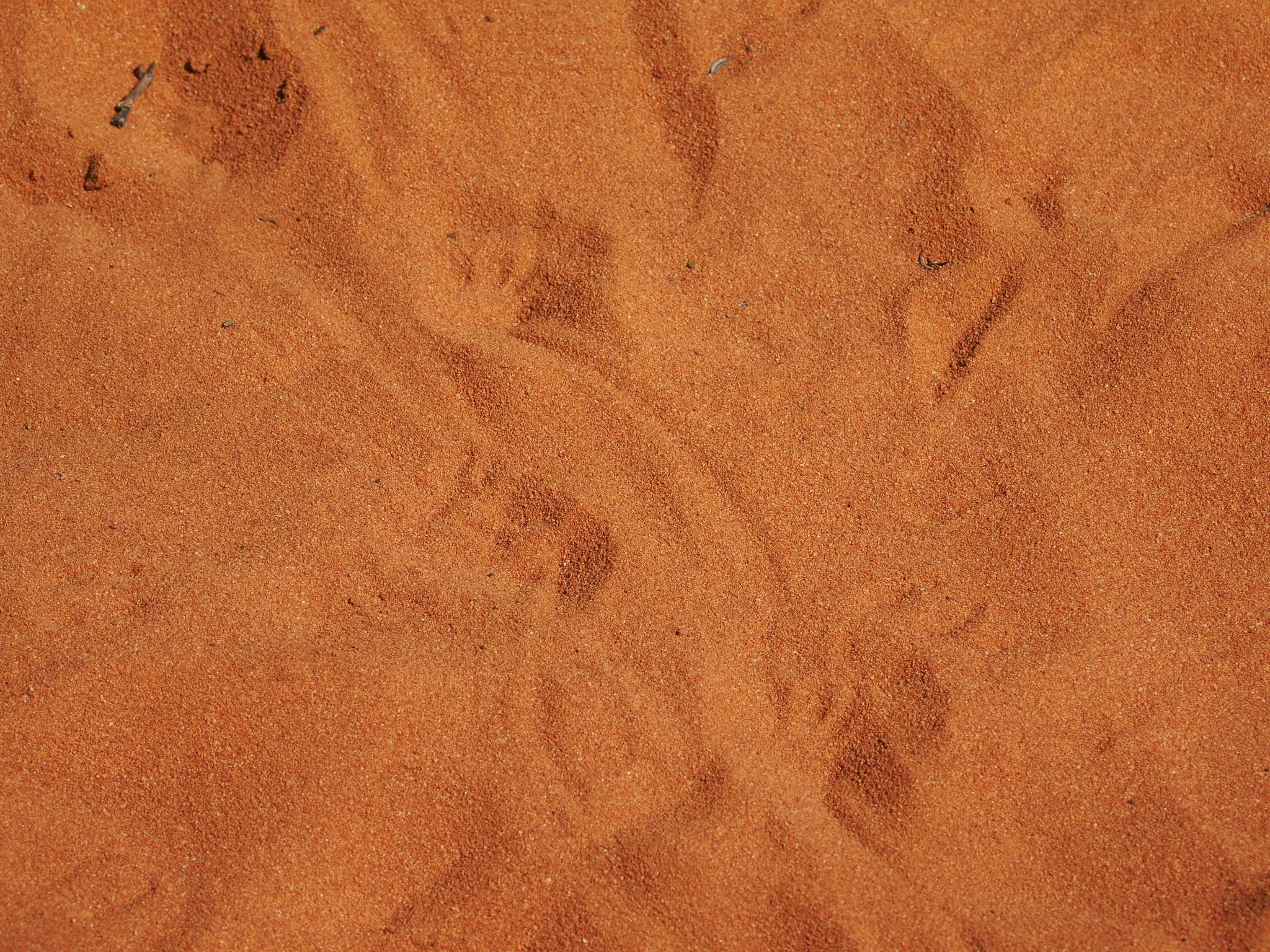 Echidna Ameisenigel Spuren