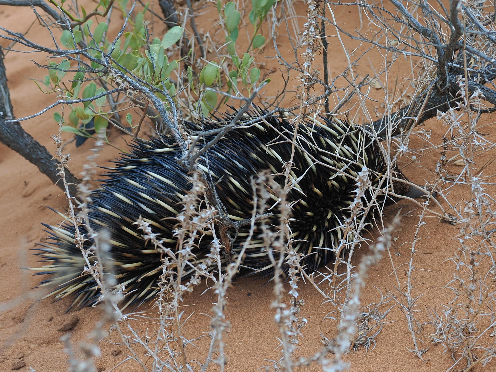 Echidna