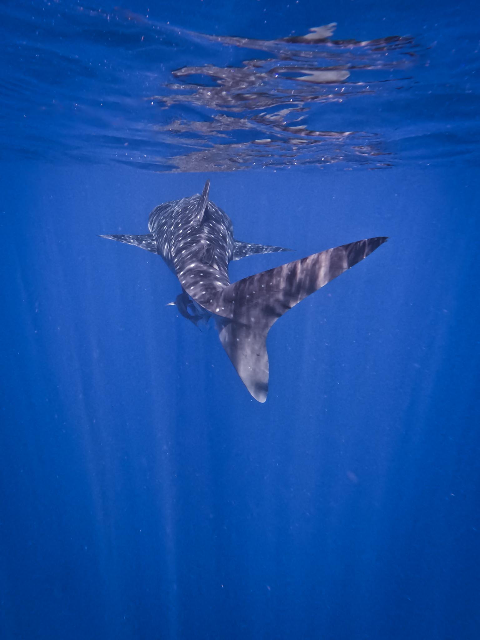 DCIM100GOPROGOPR1218.JPG