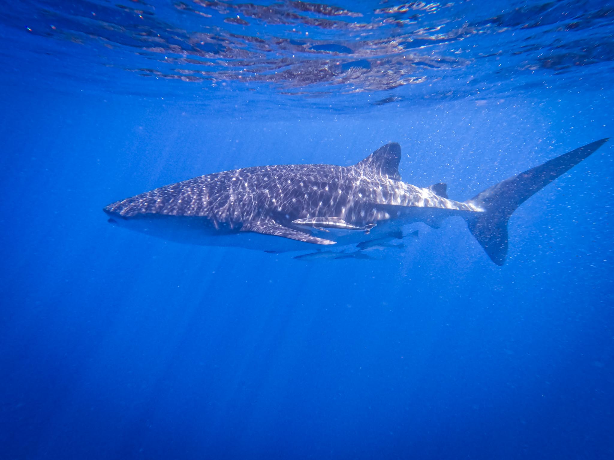 DCIM100GOPROGOPR1238.JPG