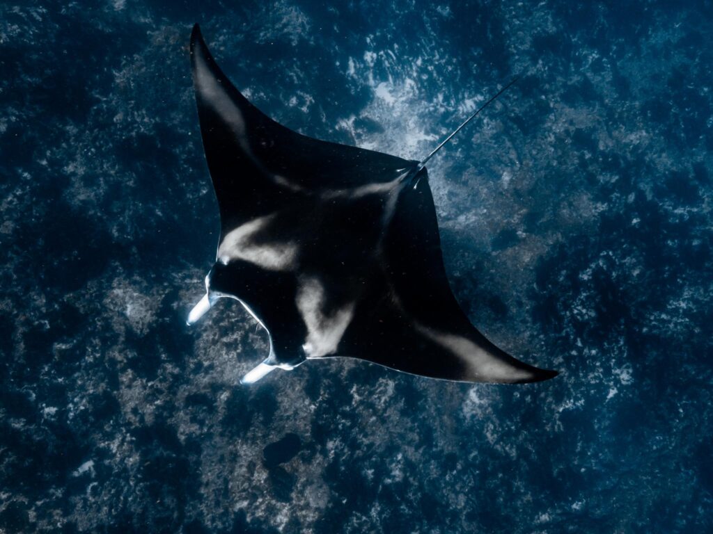 Manta Manta