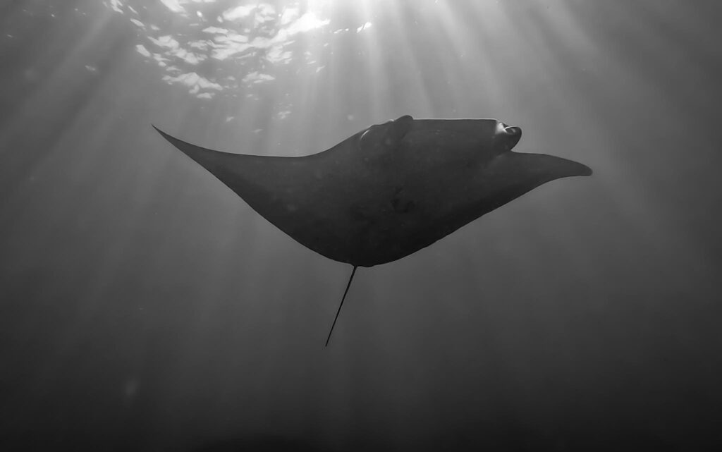 Under The Sea