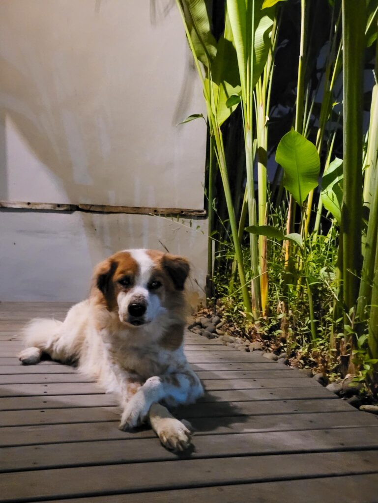Kedungu