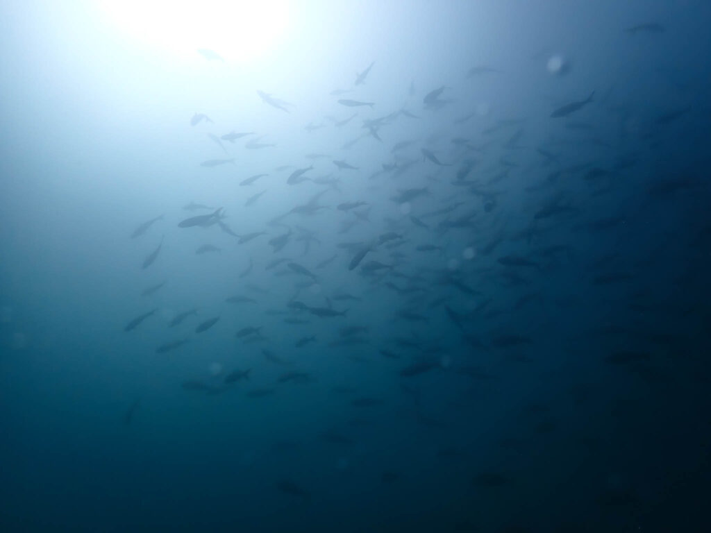 Check-Dive, North Seymour