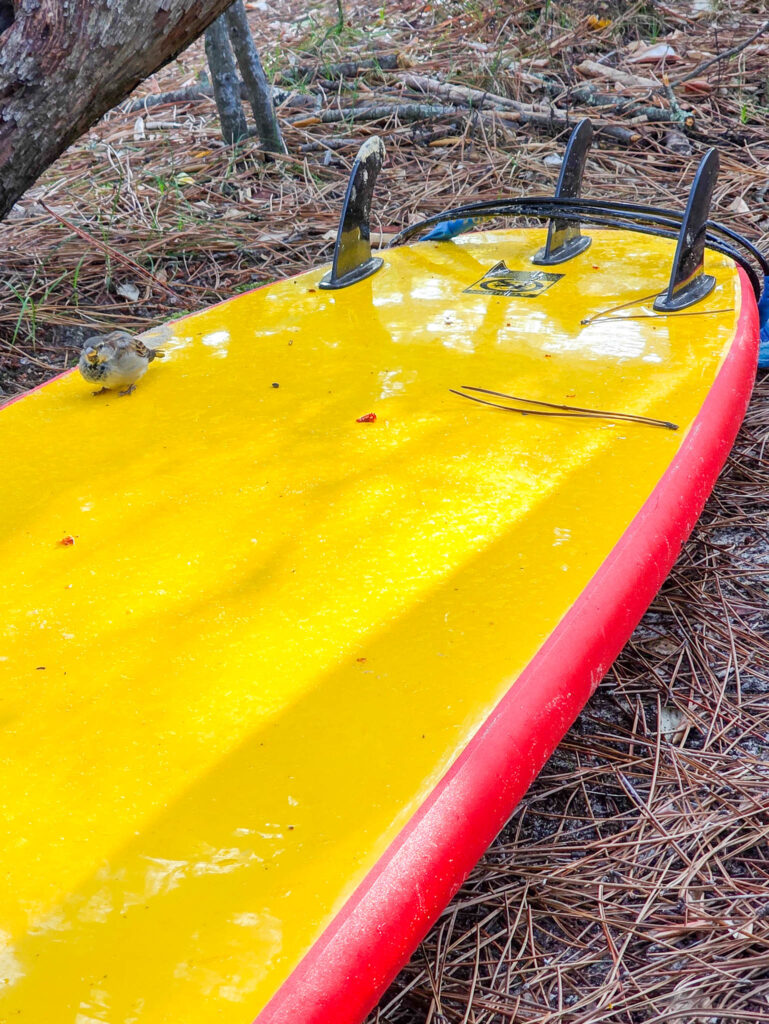 Letzter Surftag