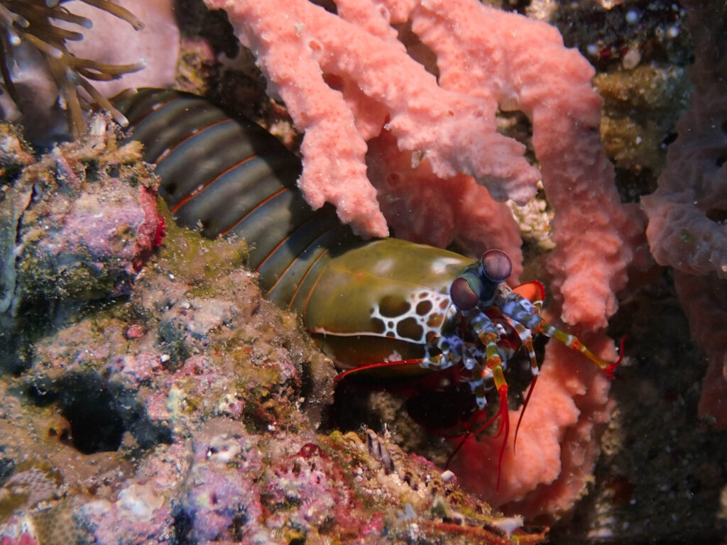 Malapascua Tauchtag 1