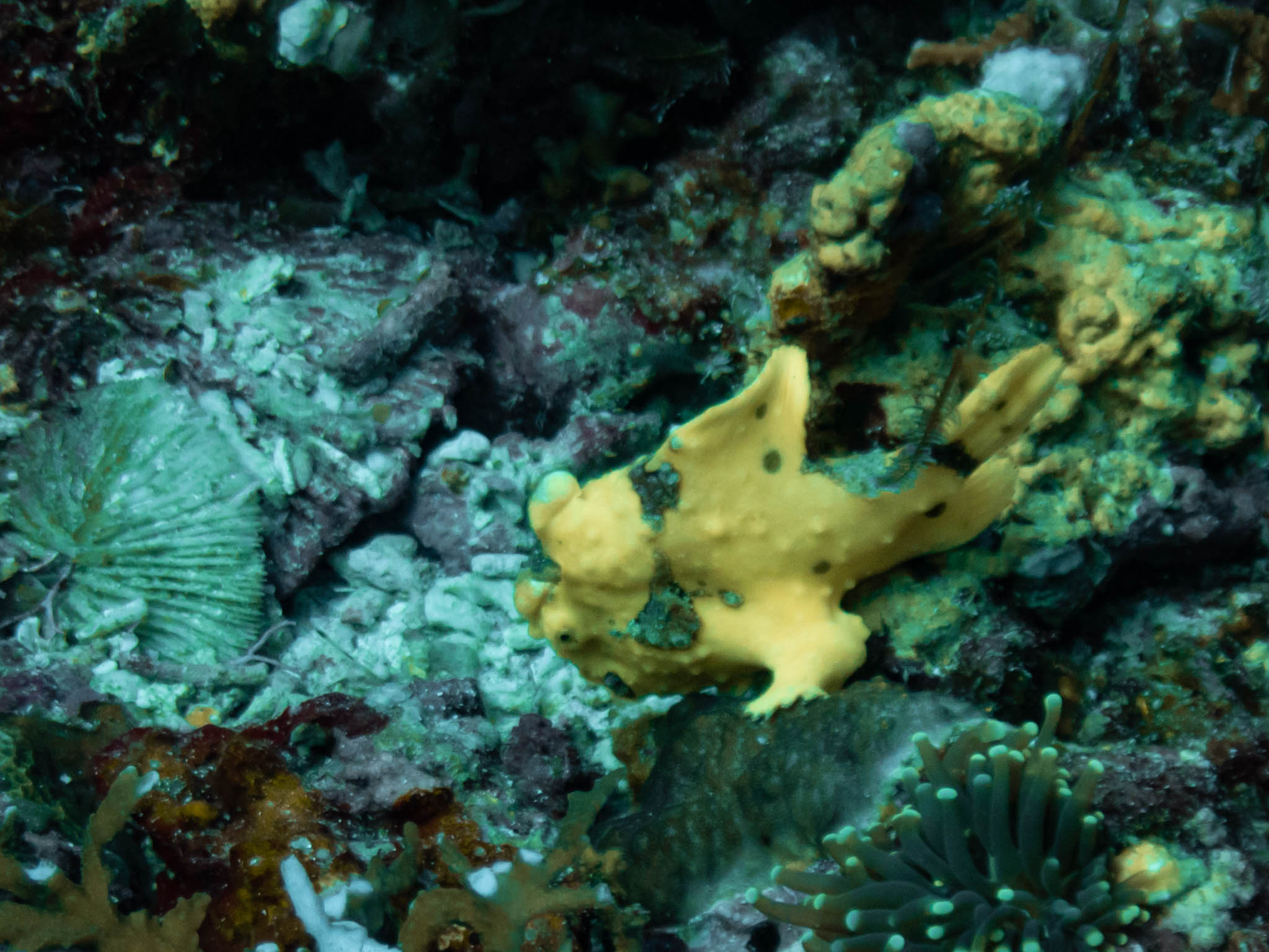 Clown Anglerfish - Antennarius maculatus