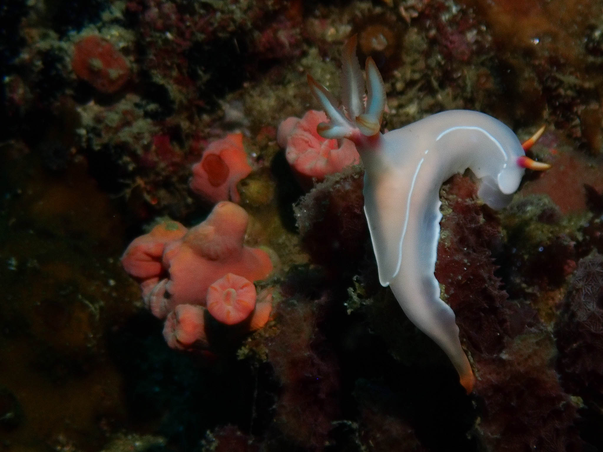 TG620842