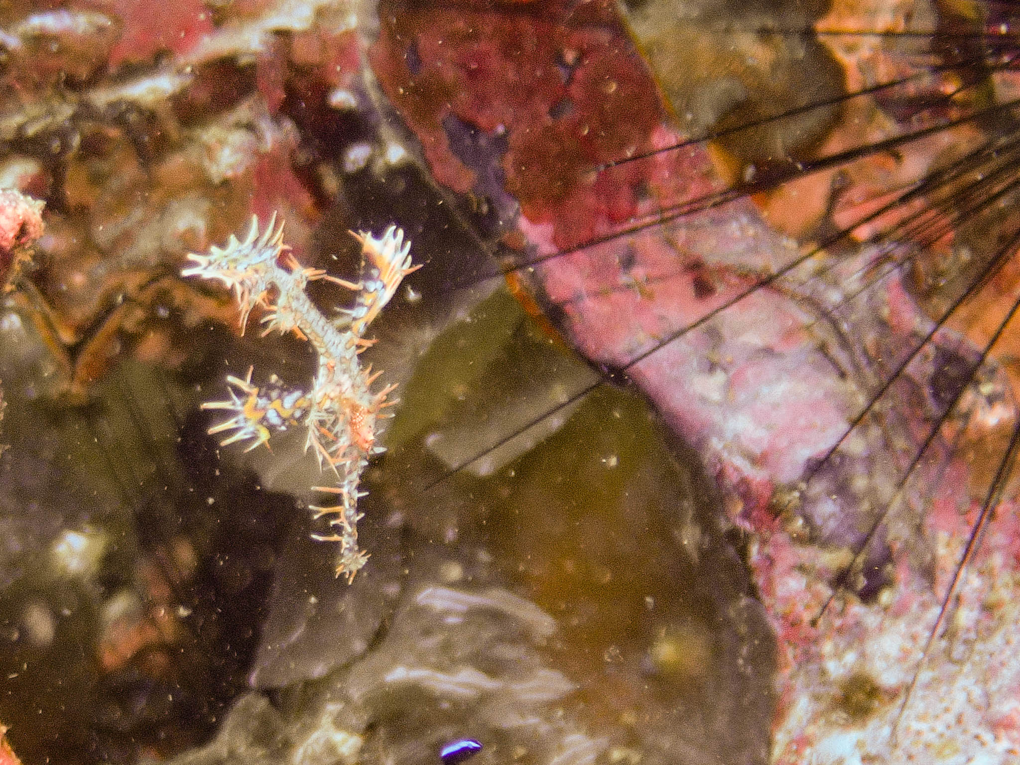 Ornate Ghostpipefish - Solenostomus paradoxus