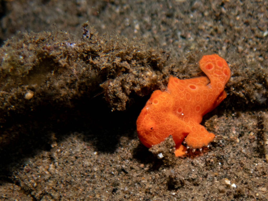Frogfish